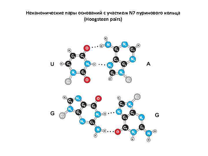 Неканонические пары оснований с участием N 7 пуринового кольца (Hoogsteen pairs) 