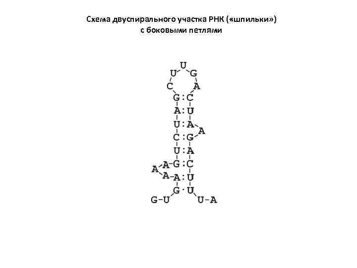 Схема двуспирального участка РНК ( «шпильки» ) с боковыми петлями 