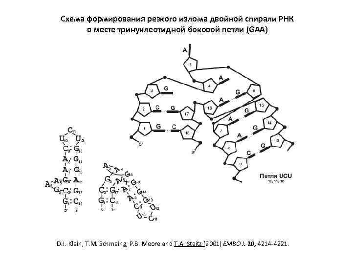 Схема формирования резкого излома двойной спирали РНК в месте тринуклеотидной боковой петли (GAA) D.