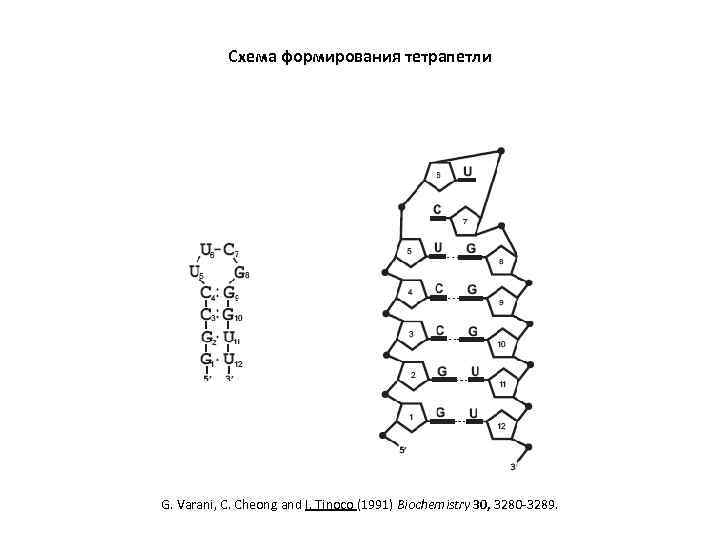 Схема формирования тетрапетли G. Varani, C. Cheong and I. Tinoco (1991) Biochemistry 30, 3280