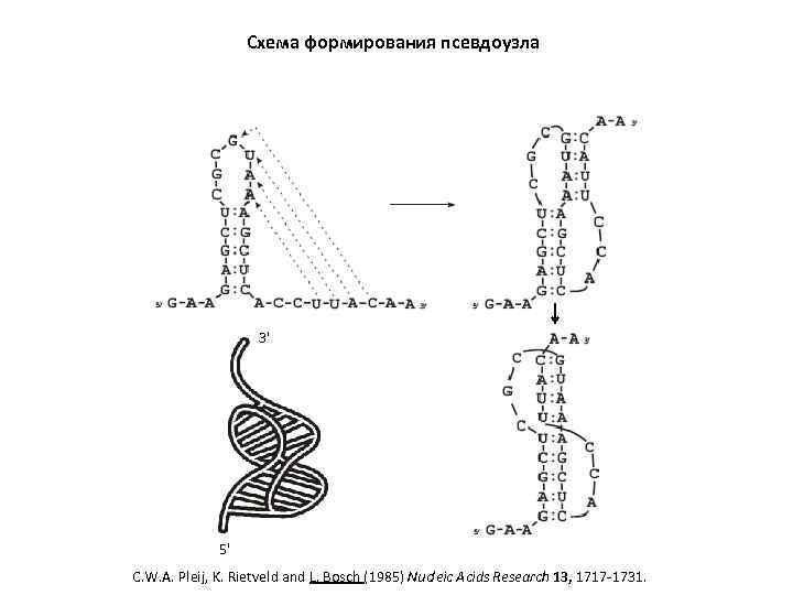 Схема формирования псевдоузла 3' 5' C. W. A. Pleij, K. Rietveld and L. Bosch