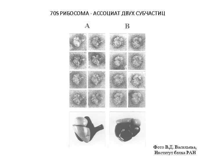 70 S РИБОСОМА - АССОЦИАТ ДВУХ СУБЧАСТИЦ Фото В. Д. Васильева, Институт белка РАН