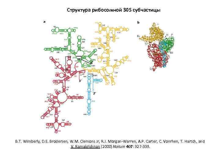 Структура рибосомной 30 S субчастицы B. T. Wimberly, D. E. Brodersen, W. M. Clemons