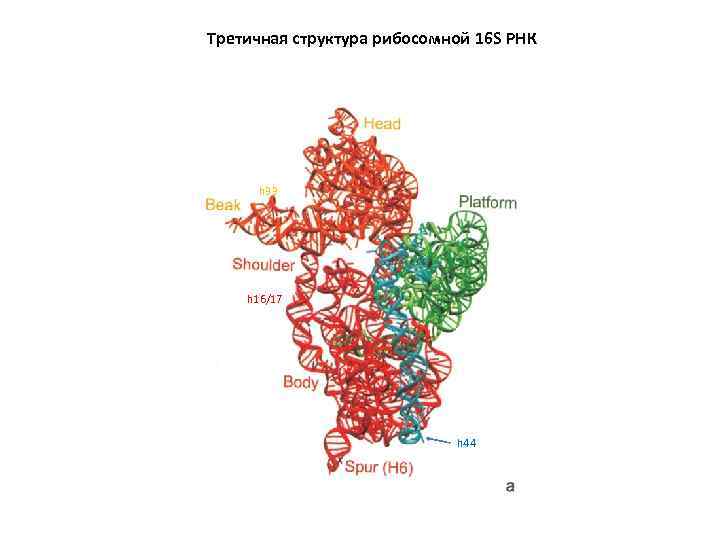 Рибосомная рнк структура. Третичная структура рибосомальной РНК. Рибосомальная РНК структура. Секвенирование Гена 16s РРНК. 16s рибосомная РНК.