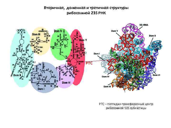 Рибосомная рнк структура. Рибосомная РНК. Первичная вторичная и третичная структура ДНК. Третичная структура РНК.