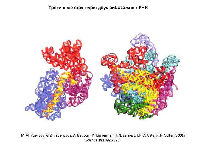 Третичные структуры двух рибосомных РНК M. M. Yusupov, G. Zh. Yusupova, A. Baucom, K.