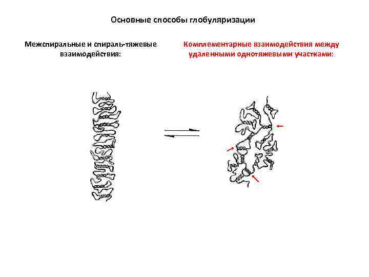 Основные способы глобуляризации Межспиральные и спираль-тяжевые взаимодействия: Комплементарные взаимодействия между удаленными однотяжевыми участками: 