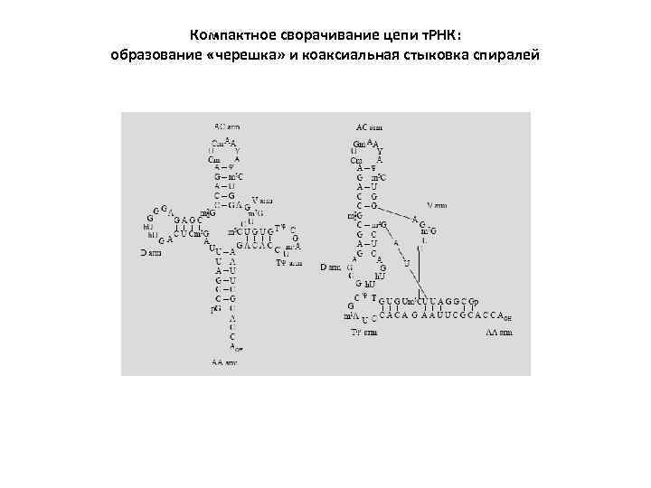 Компактное сворачивание цепи т. РНК: образование «черешка» и коаксиальная стыковка спиралей 