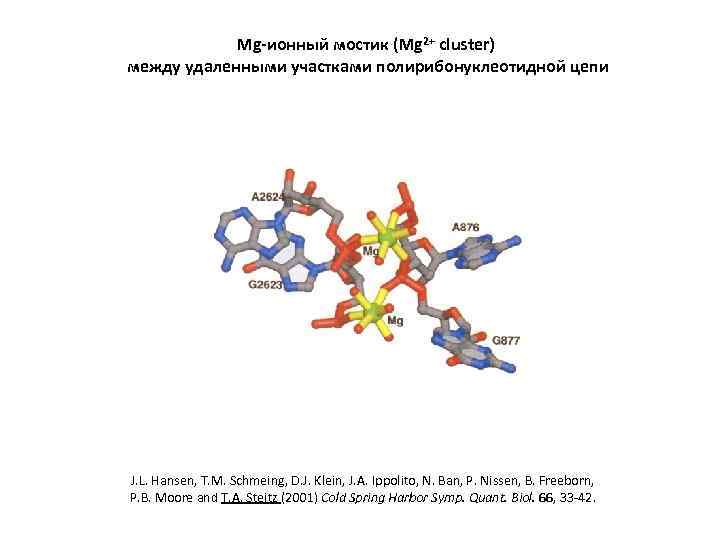 Mg-ионный мостик (Mg 2+ cluster) между удаленными участками полирибонуклеотидной цепи J. L. Hansen, T.