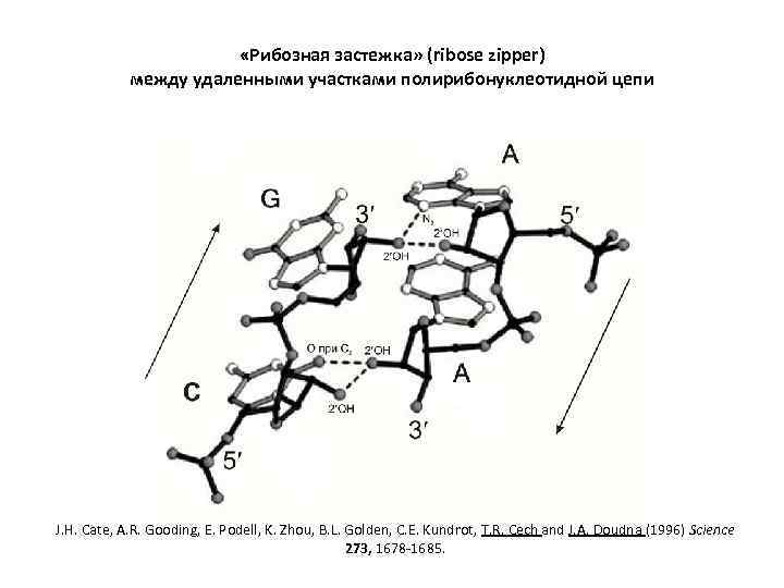  «Рибозная застежка» (ribose zipper) между удаленными участками полирибонуклеотидной цепи J. H. Cate, A.