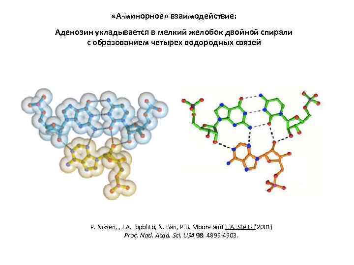  «А-минорное» взаимодействие: Аденозин укладывается в мелкий желобок двойной спирали с образованием четырех водородных