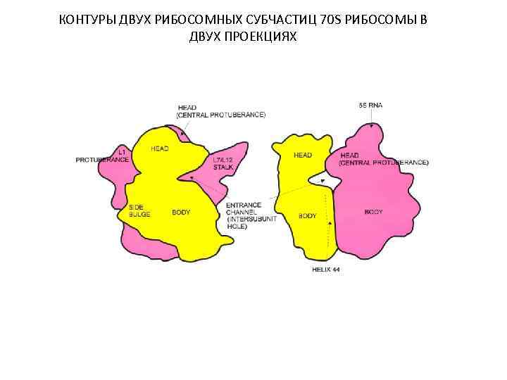 КОНТУРЫ ДВУХ РИБОСОМНЫХ СУБЧАСТИЦ 70 S РИБОСОМЫ В ДВУХ ПРОЕКЦИЯХ 