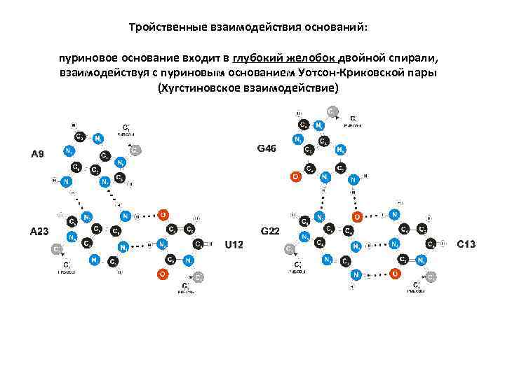 Тройственные взаимодействия оснований: пуриновое основание входит в глубокий желобок двойной спирали, взаимодействуя с пуриновым