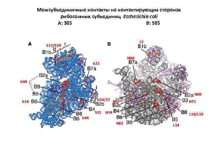 Межсубъединичные контакты на контактирующих сторонах рибосомных субъединиц Escherichia coli A: 30 S B: 50