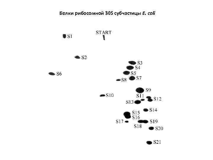 Белки рибосомной 30 S субчастицы E. coli 