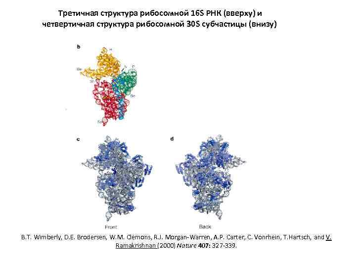 4 1 3 структура. Третичная структура рибосомальной РНК. 16s рибосомальная РНК. Четвертичная структура РНК. 16 S РНК.