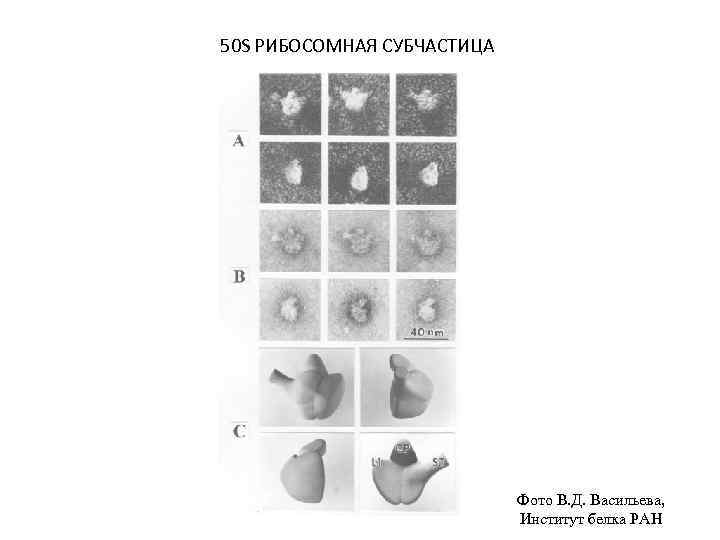 50 S РИБОСОМНАЯ СУБЧАСТИЦА Фото В. Д. Васильева, Институт белка РАН 