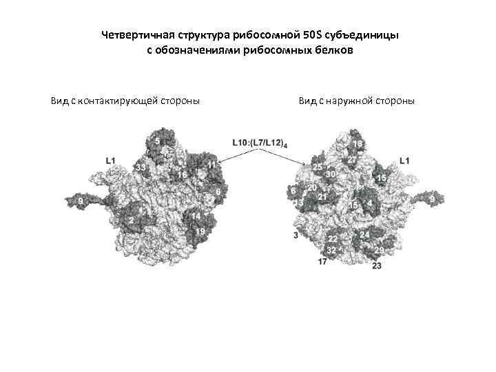 Четвертичная структура рибосомной 50 S субъединицы с обозначениями рибосомных белков Вид с контактирующей стороны