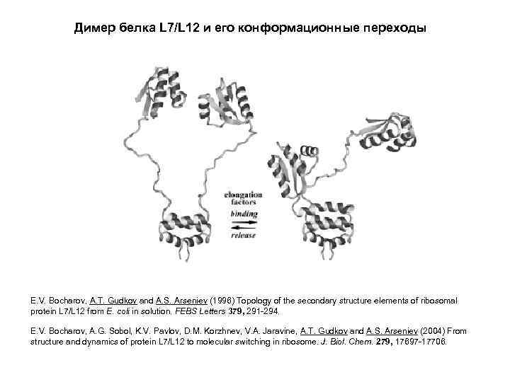 Димер белка L 7/L 12 и его конформационные переходы E. V. Bocharov, A. T.