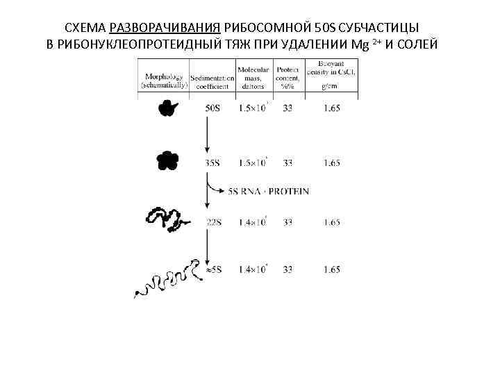 СХЕМА РАЗВОРАЧИВАНИЯ РИБОСОМНОЙ 50 S СУБЧАСТИЦЫ В РИБОНУКЛЕОПРОТЕИДНЫЙ ТЯЖ ПРИ УДАЛЕНИИ Mg 2+ И