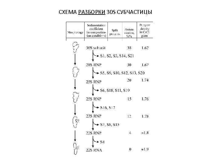 СХЕМА РАЗБОРКИ 30 S СУБЧАСТИЦЫ 