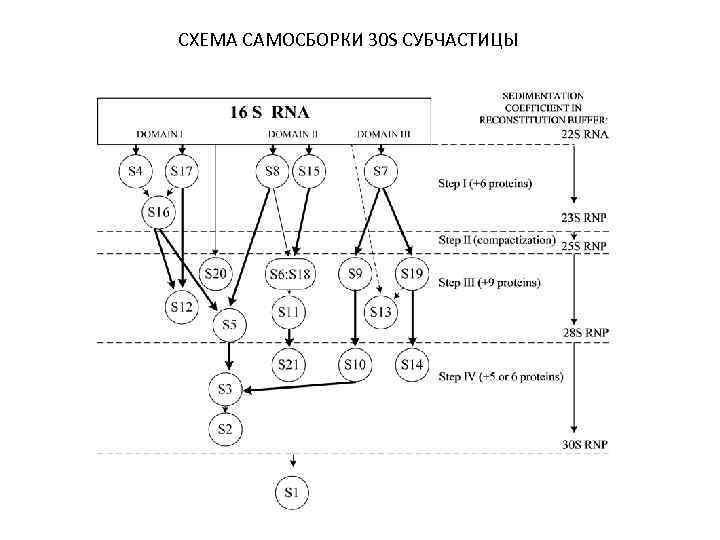 СХЕМА САМОСБОРКИ 30 S СУБЧАСТИЦЫ 