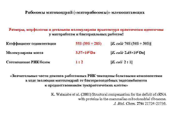 Рибосомы митохондрий ( «миторибосомы)» млекопитающих Размеры, морфология и детальная молекулярная архитектура практически идентичны у