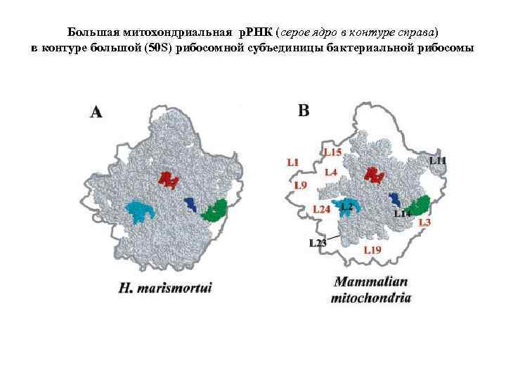 Большая митохондриальная р. РНК (серое ядро в контуре справа) в контуре большой (50 S)