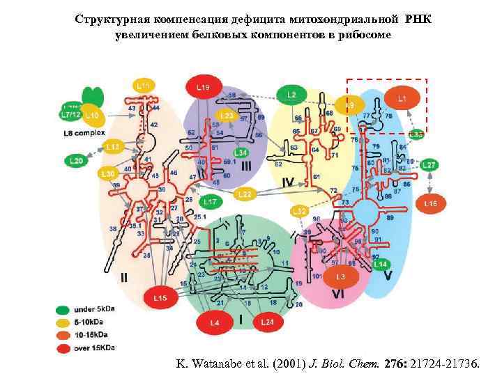 Структурная компенсация дефицита митохондриальной РНК увеличением белковых компонентов в рибосоме K. Watanabe et al.