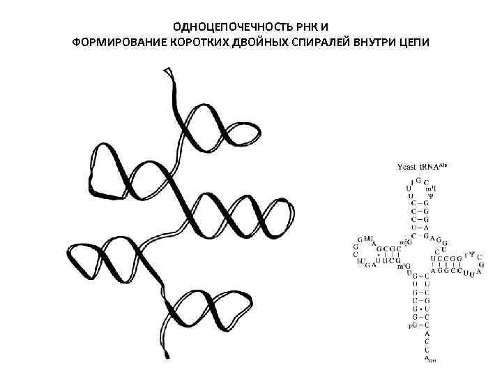 ОДНОЦЕПОЧЕЧНОСТЬ РНК И ФОРМИРОВАНИЕ КОРОТКИХ ДВОЙНЫХ СПИРАЛЕЙ ВНУТРИ ЦЕПИ 