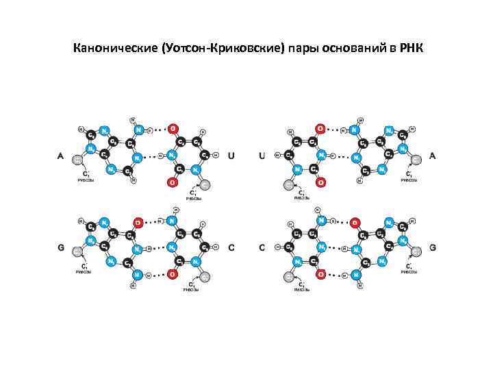 Канонические (Уотсон-Криковские) пары оснований в РНК 