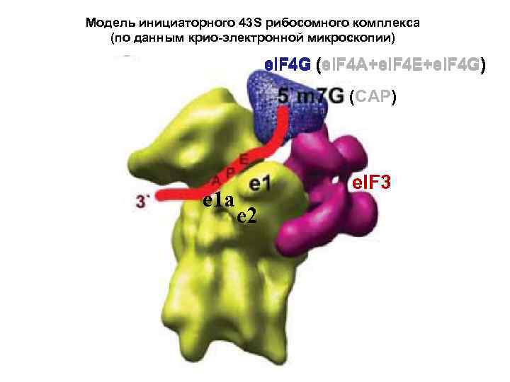 Модель инициаторного 43 S рибосомного комплекса (по данным крио-электронной микроскопии) e. IF 4 G