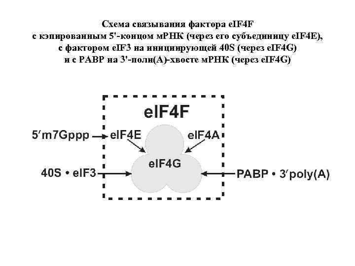 Схема связывания фактора e. IF 4 F с кэпированным 5'-концом м. РНК (через его