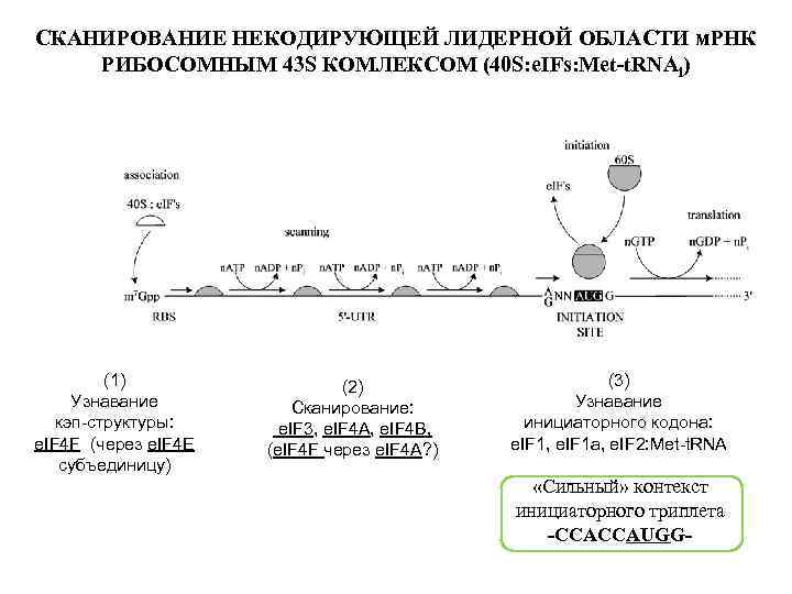 СКАНИРОВАНИЕ НЕКОДИРУЮЩЕЙ ЛИДЕРНОЙ ОБЛАСТИ м. РНК РИБОСОМНЫМ 43 S КОМЛЕКСОМ (40 S: e. IFs: