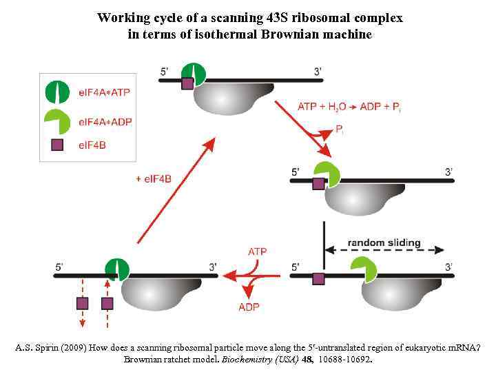 Working cycle of a scanning 43 S ribosomal complex in terms of isothermal Brownian