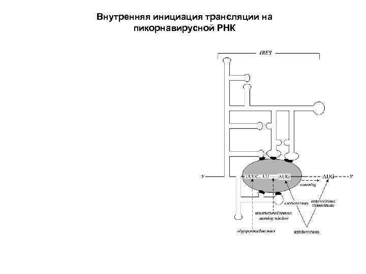 Внутренняя инициация трансляции на пикорнавирусной РНК 