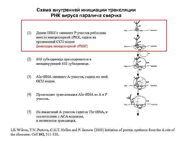 Схема внутренней инициации трансляции РНК вируса паралича сверчка (1) Домен IRES’a занимает Р-участок рибосомы