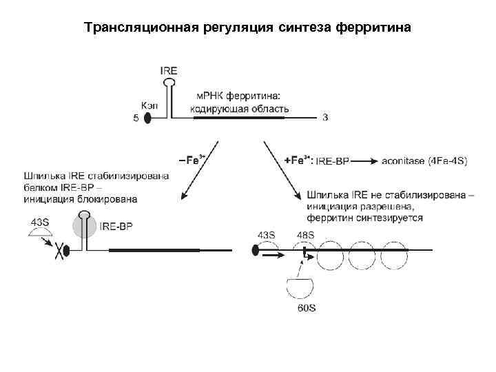 Регуляция синтеза