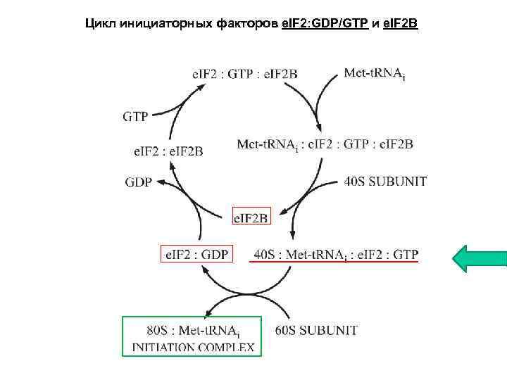 Цикл инициаторных факторов e. IF 2: GDP/GTP и e. IF 2 B 