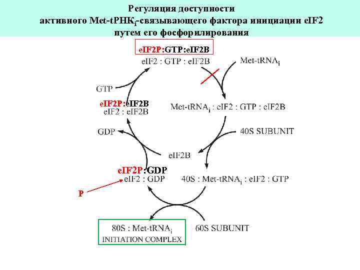 Регуляция доступности активного Met-t. РНКi-связывающего фактора инициации e. IF 2 путем его фосфорилирования e.