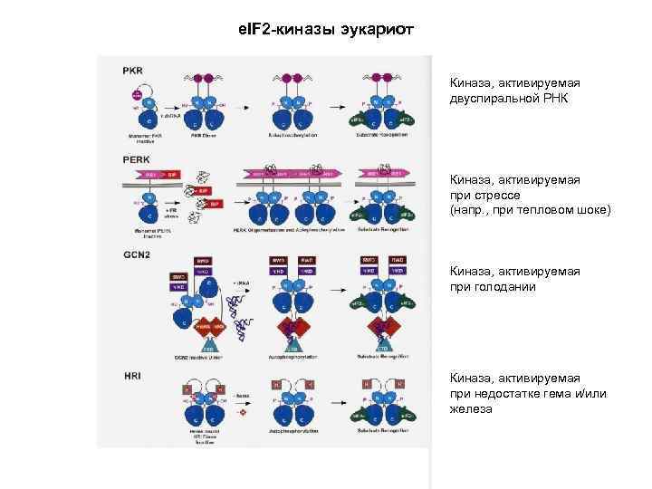 e. IF 2 -киназы эукариот Киназа, активируемая двуспиральной РНК Киназа, активируемая при стрессе (напр.