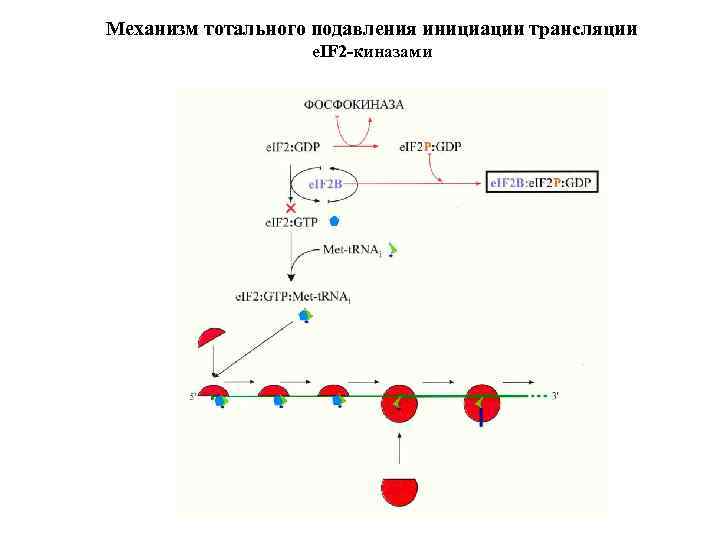 Инициация в 1с. Схема инициации трансляции основные этапы. Механизмы инициации трансляции. Инициация трансляции. Инициация молекулярная биология.