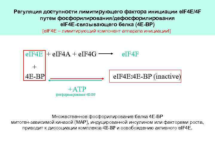 Регуляция доступности лимитирующего фактора инициации e. IF 4 E/4 F путем фосфорилирования/дефосфорилирования e. IF