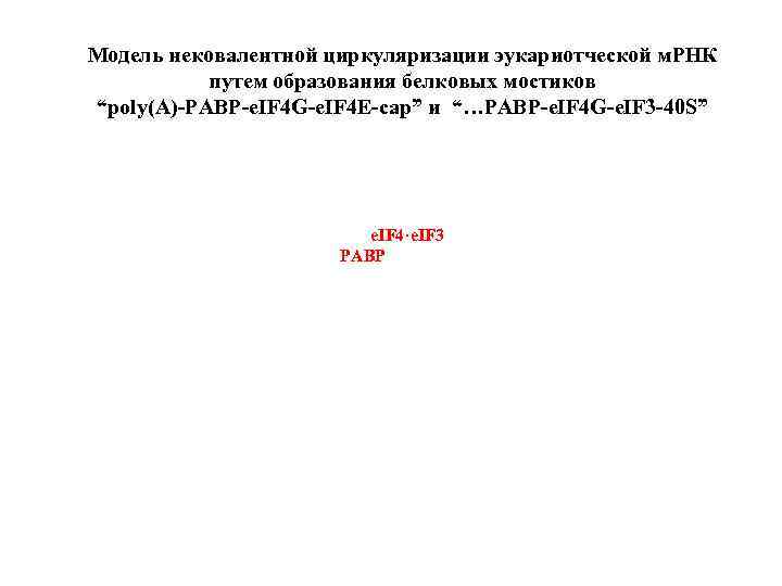 Модель нековалентной циркуляризации эукариотческой м. РНК путем образования белковых мостиков “poly(A)-PABP-e. IF 4 G-e.
