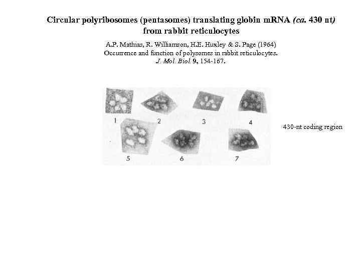 Circular polyribosomes (pentasomes) translating globin m. RNA (ca. 430 nt) from rabbit reticulocytes A.