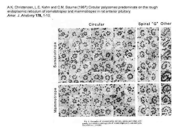 A. K. Christensen, L. E. Kahn and C. M. Bourne (1987) Circular polysomes predominate