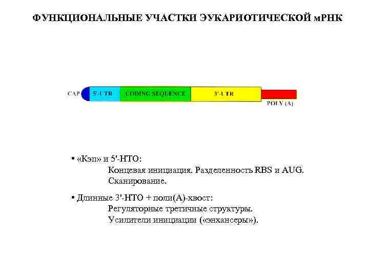 ФУНКЦИОНАЛЬНЫЕ УЧАСТКИ ЭУКАРИОТИЧЕСКОЙ м. РНК • «Кэп» и 5'-НТО: Концевая инициация. Разделенность RBS и