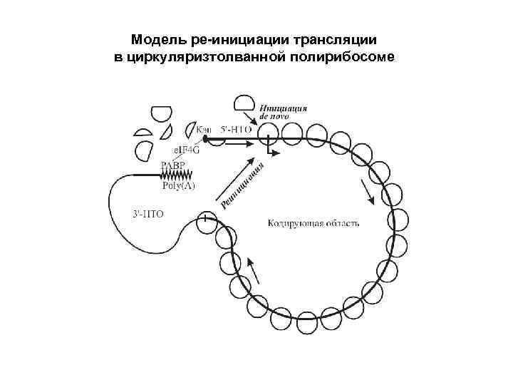 Инициация биохимия. Схема строения комплекса инициации трансляции. Стадии инициации синтеза белка. Инициация схема биохимия. Инициация трансляции.