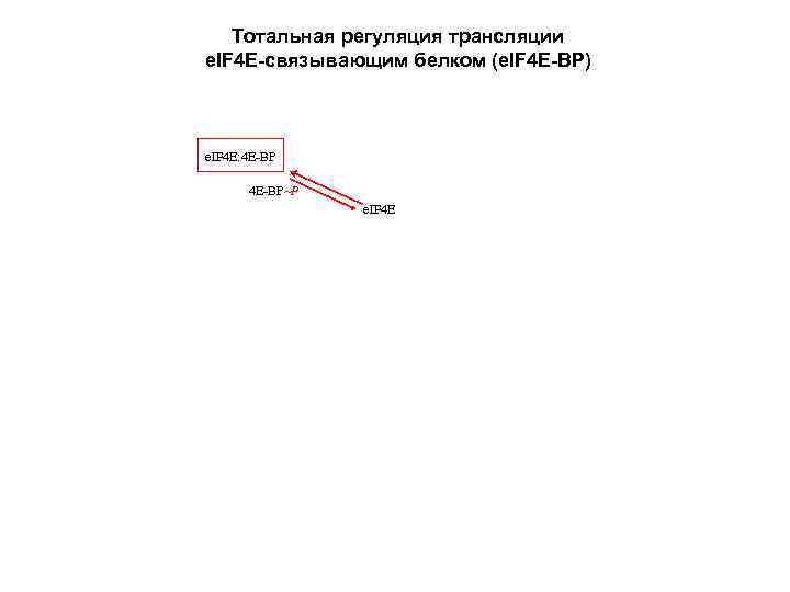 Тотальная регуляция трансляции e. IF 4 E-связывающим белком (e. IF 4 E-BP) e. IF