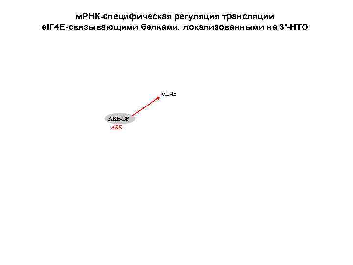 м. РНК-специфическая регуляция трансляции e. IF 4 E-связывающими белками, локализованными на 3'-НТО e. IF